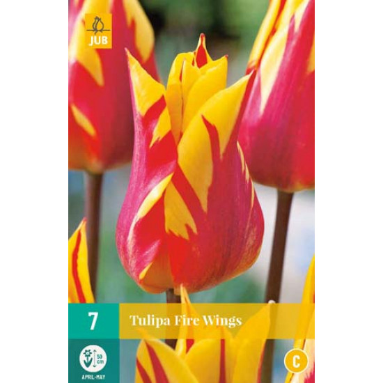 Tulp Fire Wings (7 st.)