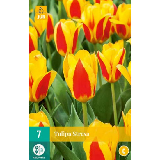 Tulp Stresa 7 st.