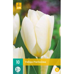 Tulp Purissima (10 st.) Tulp Purissima (10 st.)
