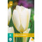 Tulp Purissima (10 st.)