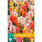 Tulp Fun Colours (7 st.)