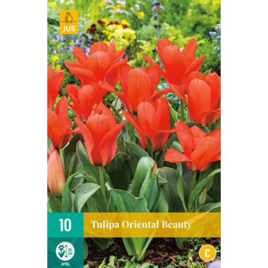 Tulp Oriental Beauty 10 st.