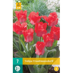 Tulp Trautmansdorff (7 st.) Tulp Trautmansdorff (7 st.)