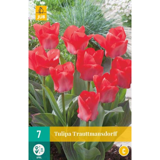 Tulp Trautmansdorff (7 st.)