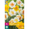 Narcis Dubbel Mix (15 st.)