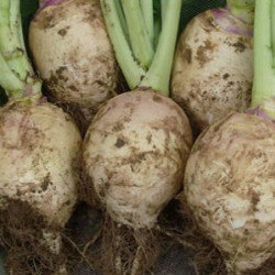 (2200) Voederkoolrapen Gele Hollandse Blauwkop (per kg)