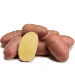 (80017) Pootaardappels Alouette 28/35 1 kg. (leverbaar vanaf 1 maart) (80017) Pootaardappels Alouette 28/35 1 kg. (leverbaar vanaf 1 maart)