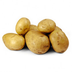 (80004) Pootaardappels Dore 28/35 (leverbaar vanaf 1 maart)