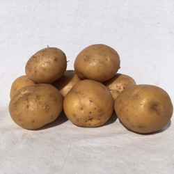 (80006) Pootaardappels Lekkerlander 28/40 (leverbaar vanaf 1 maart)
