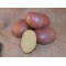 (80022) Pootaardappels Monte Carlo 28/35 (leverbaar vanaf 1 maart)