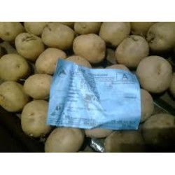 (80007) Pootaardappels Ottena 28/35 (leverbaar vanaf 1 maart)