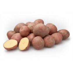 (80012) Pootaardappels Bildtstar 28/35 (leverbaar vanaf 1 maart)