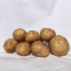 (80015) Pootaardappels Surprise 28/40 (leverbaar vanaf 1 maart) (80015) Pootaardappels Surprise 28/40 (leverbaar vanaf 1 maart)