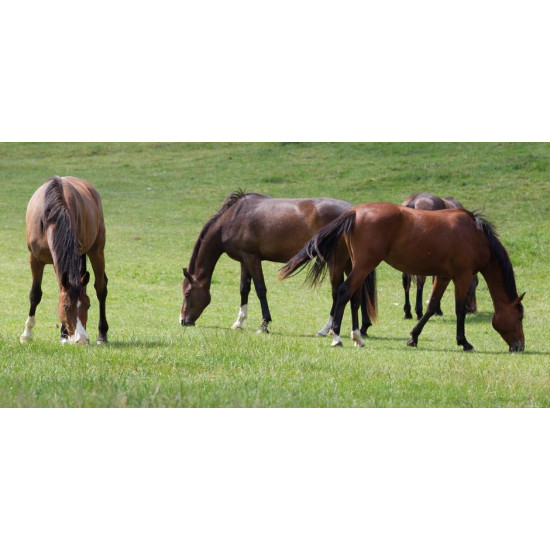 Horsemax paardenweidemengsel (1 kg)