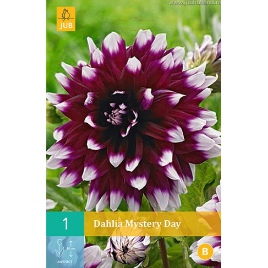 (60150) Dahlia decoratief Mistery Day (violet met wit) (1 st.)