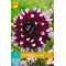 (60150) Dahlia decoratief Mistery Day (violet met wit) (1 st.)
