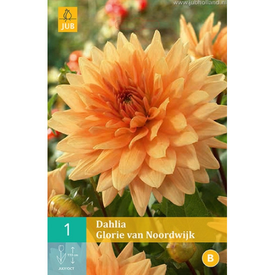 (60140) Dahlia decoratief Glorie v. Noordwijk (oranje) (1 st.)