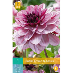 (60120) Dahlia decoratief Creme de Cassis (pioenpurper) (1 st.) (60120) Dahlia decoratief Creme de Cassis (pioenpurper) (1 st.)