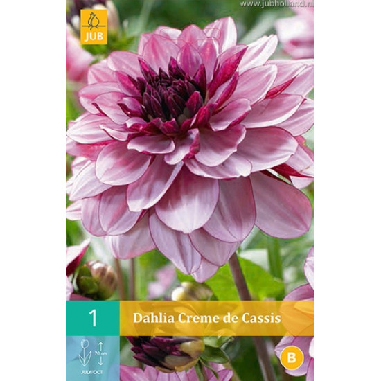 (60120) Dahlia decoratief Creme de Cassis (pioenpurper) (1 st.)