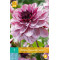 (60120) Dahlia decoratief Creme de Cassis (pioenpurper) (1 st.)