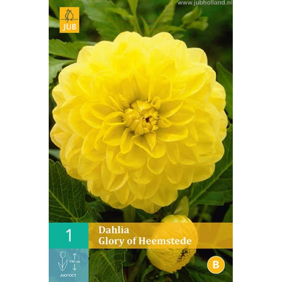 (60130) Dahlia decoratief Glory of Heemstede (geel) (1 st.)