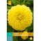 (60130) Dahlia decoratief Glory of Heemstede (geel) (1 st.)
