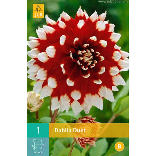 (60160) Dahlia decoratief Duet (rood met wit) (1 st.)