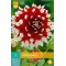 (60160) Dahlia decoratief Duet (rood met wit) (1 st.)