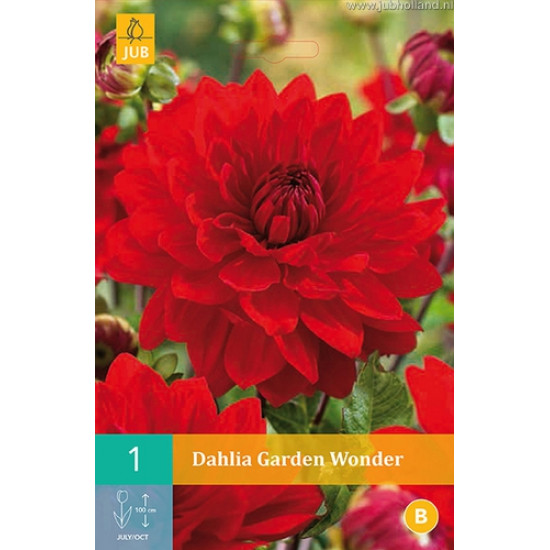 (60110) Dahlia decoratief Garden Wonder (rood) (1 st.)