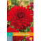 (60110) Dahlia decoratief Garden Wonder (rood) (1 st.)