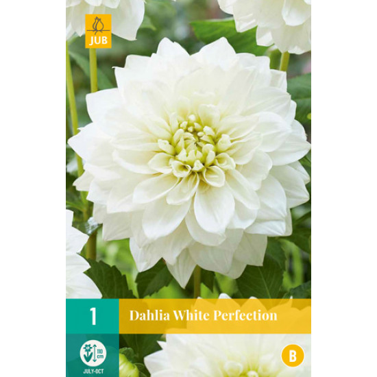 (60180) Dahlia decoratief White Perfection (wit) (1 st.)