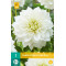 (60180) Dahlia decoratief White Perfection (wit) (1 st.)