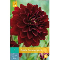 (60100) Dahlia decoratief Arabian Night (zwartrood) (1 st.)