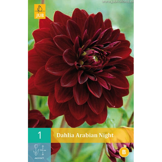 (60100) Dahlia decoratief Arabian Night (zwartrood) (1 st.)