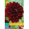 (60100) Dahlia decoratief Arabian Night (zwartrood) (1 st.)