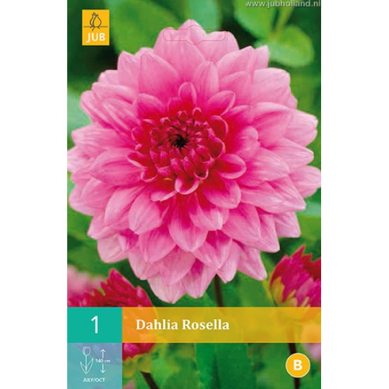 (60170) Dahlia decoratief Rosella (roze) (1 st.)
