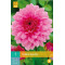 (60170) Dahlia decoratief Rosella (roze) (1 st.)