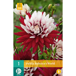 (60240) Dahlia Cactus Rebecca's World (rood met rose) (1 st.) (60240) Dahlia Cactus Rebecca's World (rood met rose) (1 st.)