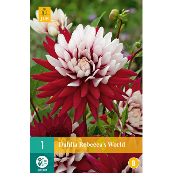 (60240) Dahlia Cactus Rebecca's World (rood met rose) (1 st.)