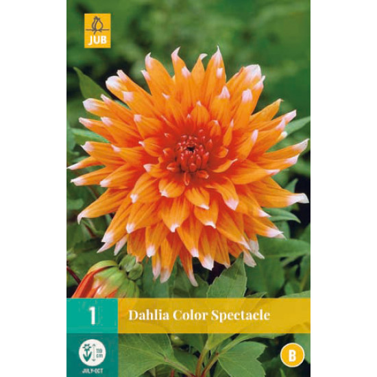 (60210) Dahlia Cactus Color Spectacle (oranje met wit) (1 st.)