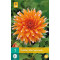 (60210) Dahlia Cactus Color Spectacle (oranje met wit) (1 st.)