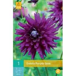 (60230) Dahlia Cactus purple Gem (purper) (1 st.) (60230) Dahlia Cactus purple Gem (purper) (1 st.)