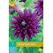 (60230) Dahlia Cactus purple Gem (purper) (1 st.)