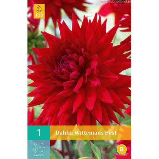 (60270) Dahlia Cactus Wittemans Best (rood) (1 st.)