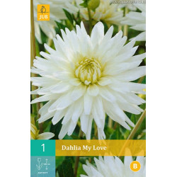 (60220) Dahlia Cactus My Love (wit) (1 st.) (60220) Dahlia Cactus My Love (wit) (1 st.)