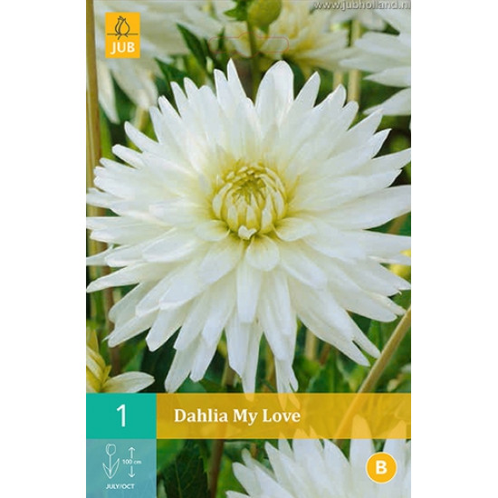 (60220) Dahlia Cactus My Love (wit) (1 st.)