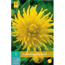 (60200) Dahlia Cactus Kennermerland (geel) (1 st.)