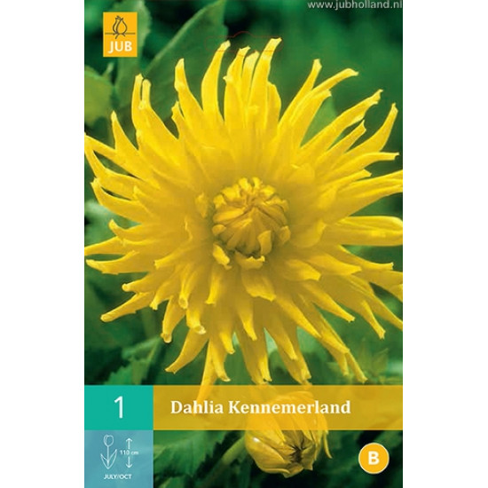 (60200) Dahlia Cactus Kennermerland (geel) (1 st.)