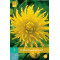 (60200) Dahlia Cactus Kennermerland (geel) (1 st.)