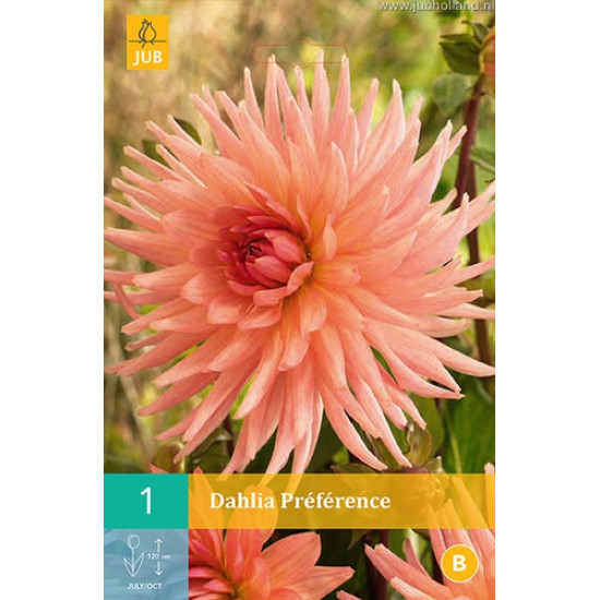 (60250) Dahlia Cactus Preference (zalmrose) (1 st.)